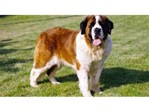Safkan anne ve babadan st bernard yavrular