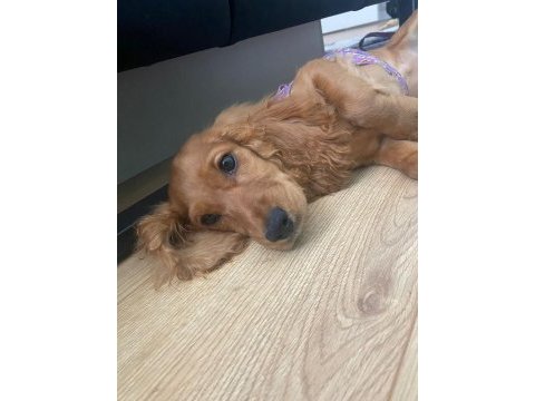 Cocker kızımıza acil yuva arıyoruz