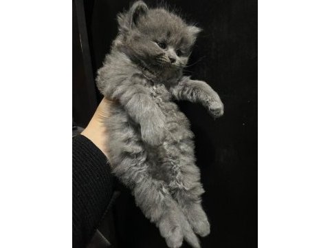 British longhair 1 aylık kedimiz