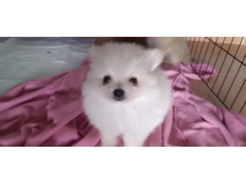 Sağlıklı pomeranian köpekler evinizin neşesi olacaklar