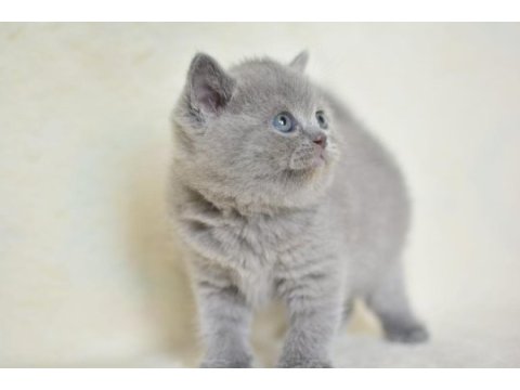 Küt kafa gri british shorthair