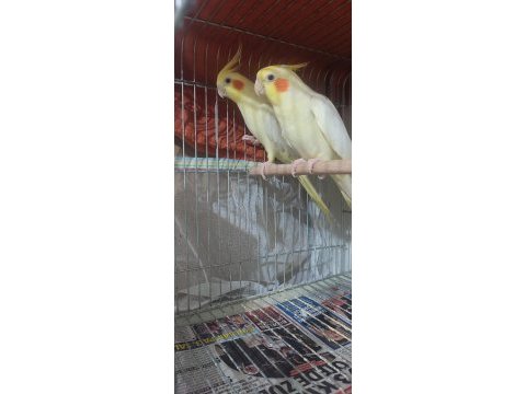 Lutino kırmızı göz ve white face sultan papağanı