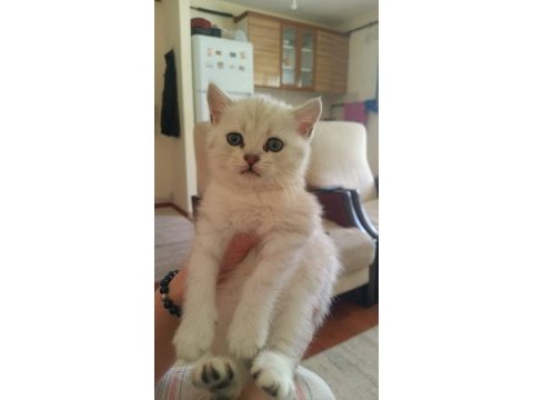 3 erkek ve 1 dişi british shorthair