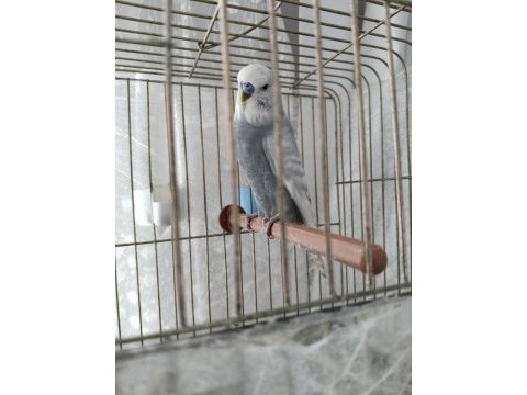 Hazır takım muhabbet kuşu