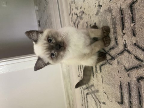 British blue point