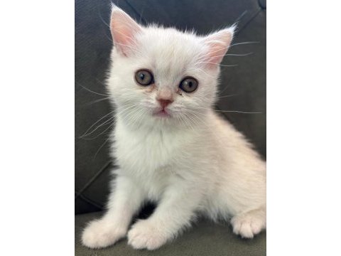British longhair 3 aylık dişi