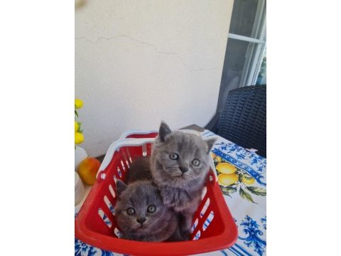 British shorthair 2 aylı 1 tane dişi