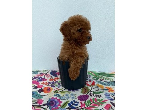 A scrli̇ ev üreti̇mi̇ toy poodle yavrularimiz