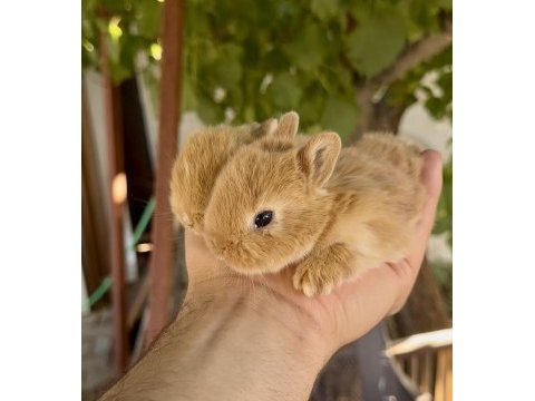 Karamel ve beyaz netherland dwarf tavşan