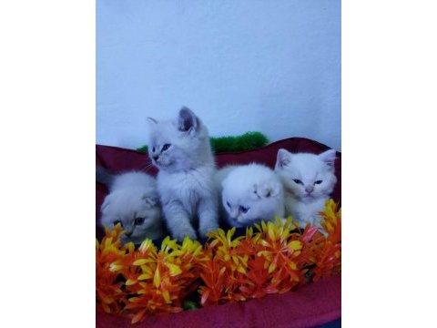 Muhteşem güzellikte beyaz scottish fold yavrularımız