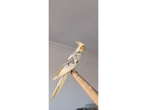 Grey sultan papağanı yavru daha