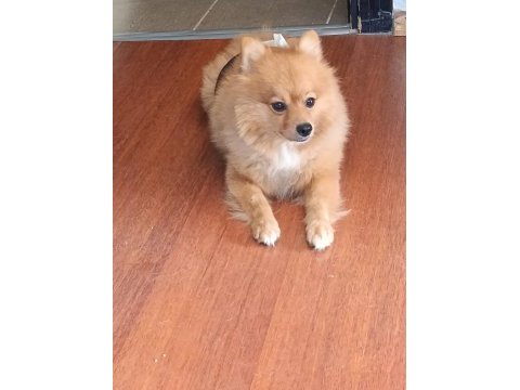 Pomeranian 3 yaşında eğitimli