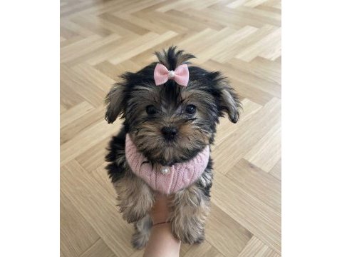 Ev ortamından yavru köpekler