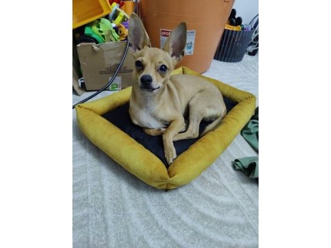 Ücretsiz chihuahua yuva arıyor