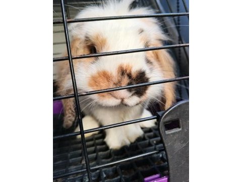 English lop tavşan
