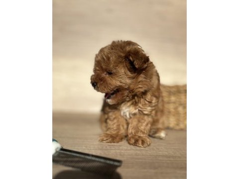 Tiny teddy face kore maltipoo