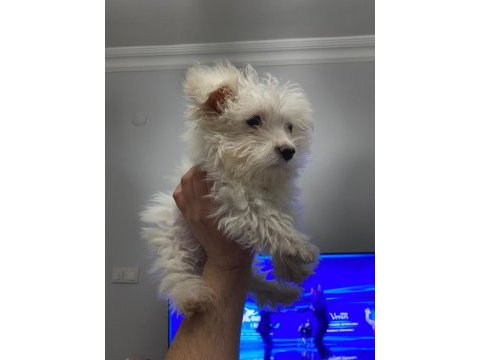Mükemmel kalite maltese terrier 0 numara