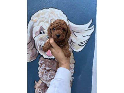 Tatlı mı tatlı poodle yavruları