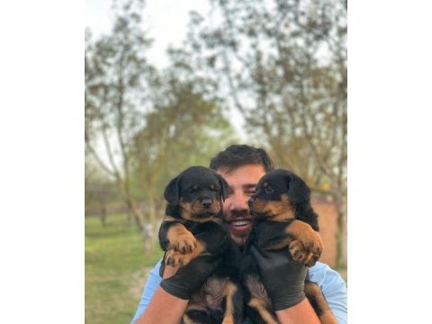 Çiftliğin efsane rottweiler yavruları kapıda ödemeli