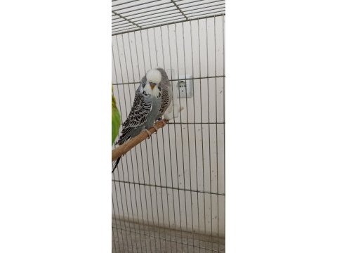 Uygunculara gelsin şov jumbo muhabbet kuşlar