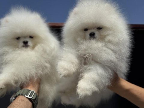 Petmode köpek çiftliğinde ziyarete açık pomeranin