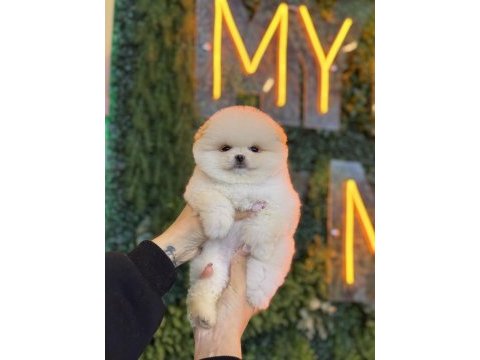 Pomeranian boo yavrular