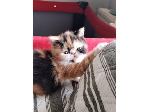 Cfa kayıtlı exotic shorthair anne ve baba yavru