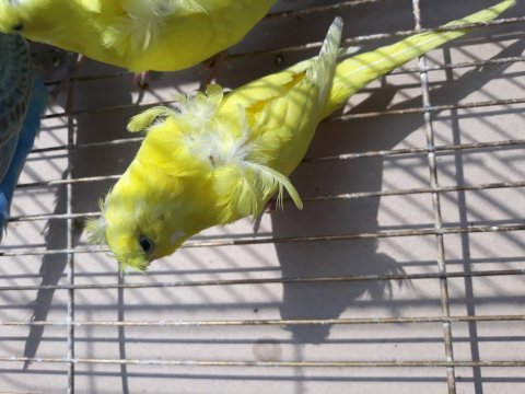 Yerli rainbow ve japones özel ev üretim renk güzellerim