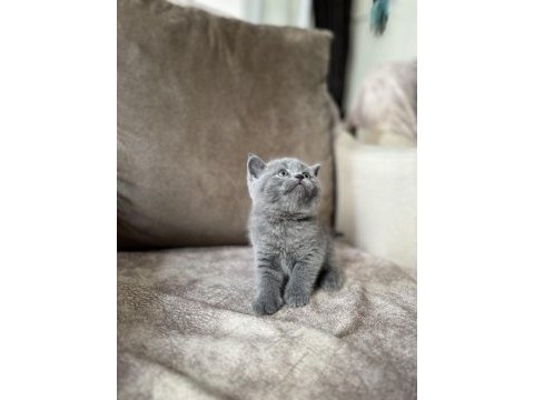 British shorthair gri yavrular
