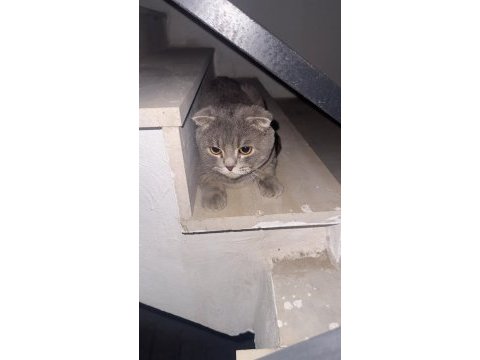 Scottish fold cinsi erkek kedi diyarbakır
