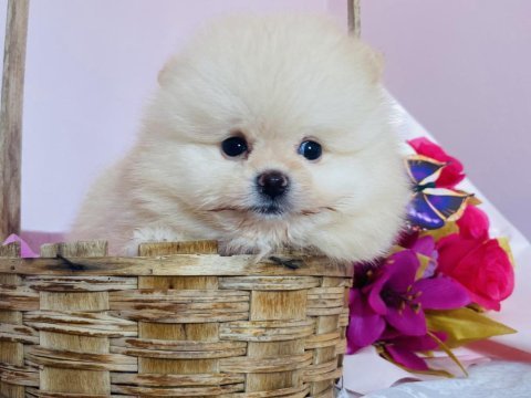 Ayı surat pomeranian yavrular