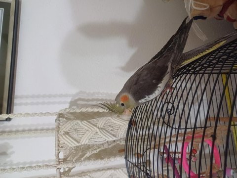3.5 aylık sultan papağanı
