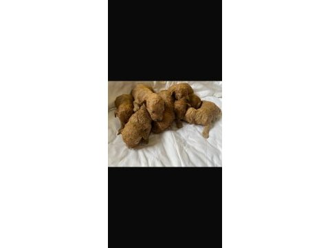 Toy poodle köpekleri sahiplendirme