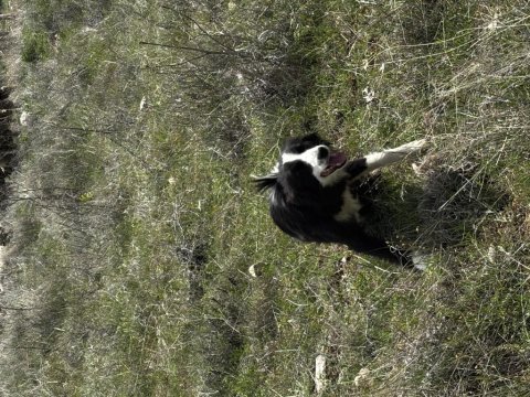 1 yaşında dişi border collie