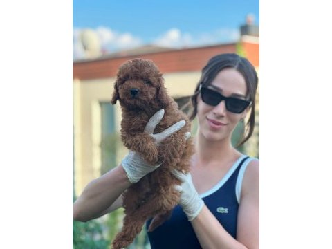 Toy poodle yavruları