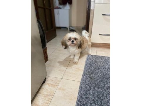 Shih-tzu dişi bebek