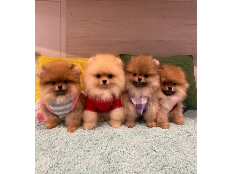 Dünya tatlısı pomeranian yavruları