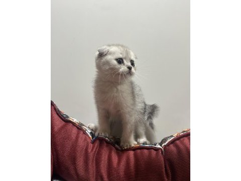 Silver point dişi scottish fold