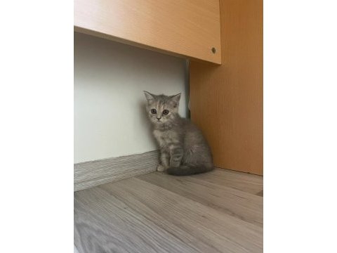 Ücretli sahiplendirme british shorthair