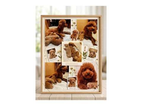 Toy poodle yavrularımız için yuva aranıyor