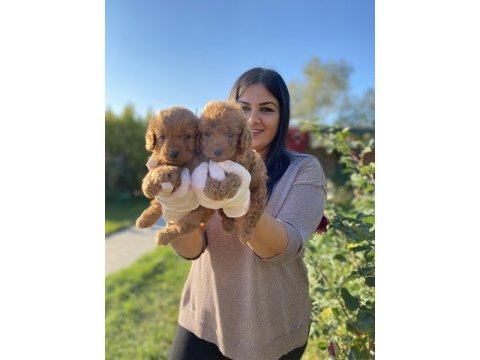 Safkan toy poodle köpeklerim