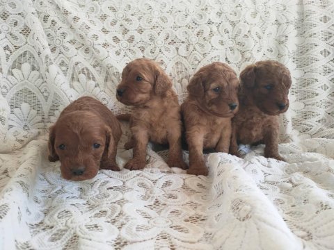 Sevimli ve oyuncu toy poodle yavrularımız