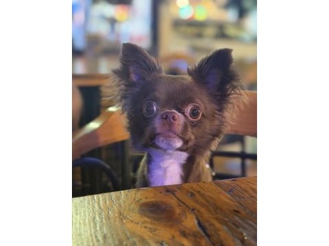 Çikolata longhair chihuahua