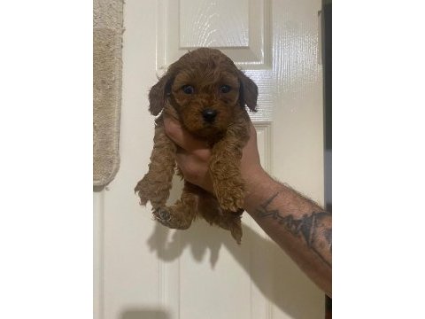 Kilo garantili toy poodle ve kore yavrularımız