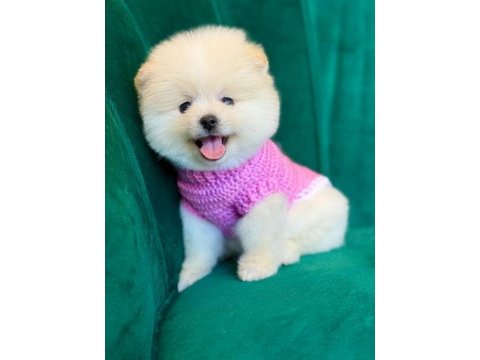 Orijinal pomeranian boo yavruları