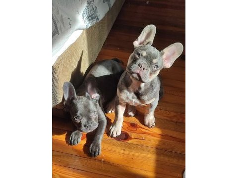 Mavi mavi masmavi fransız bulldog mavişler
