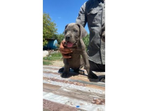 Irkının en iyisi cane corso yavrular kapıda ödeme mevcut