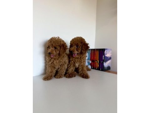 Bir dişi ve bir erkek toy poodle