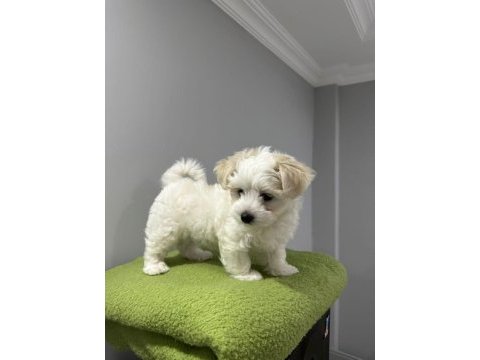 Köpeğimiz için görüşülür