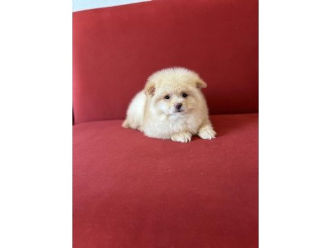 Pomeranian boo